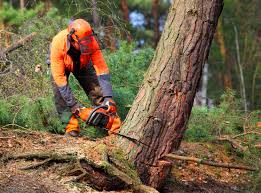 Best Tree Risk Assessment  in Kenilworth, NJ