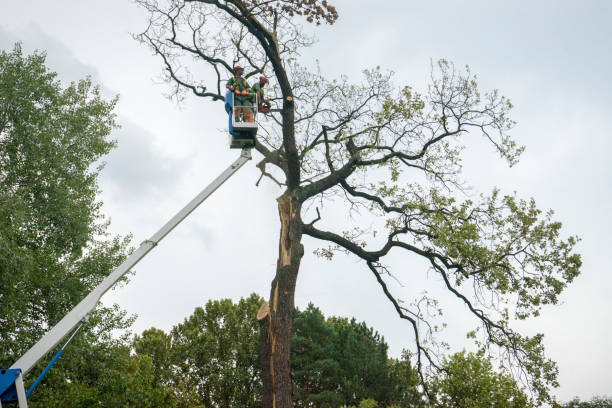 Best Tree and Shrub Care  in Kenilworth, NJ