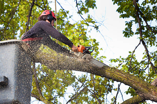 Best Grass Overseeding  in Kenilworth, NJ